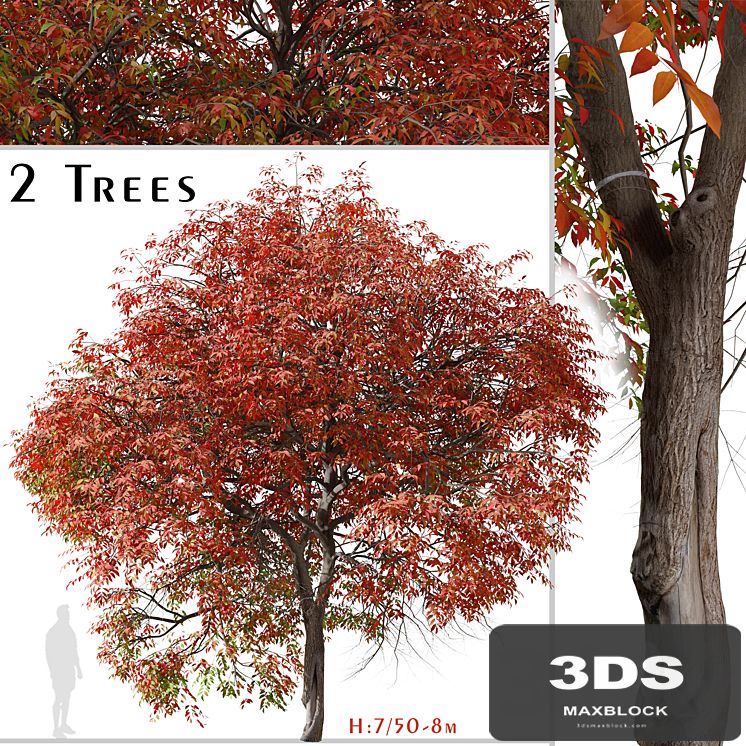 Set of Chinese pistache Tree (Pistacia chinensis) (2 Trees)