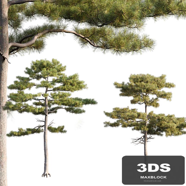 Pinus tabuliformis # 2