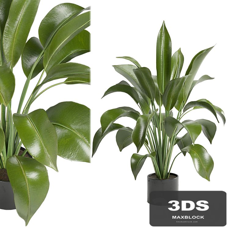 Indoor Plants in Ferm Living Bau Pot Large - Set 136