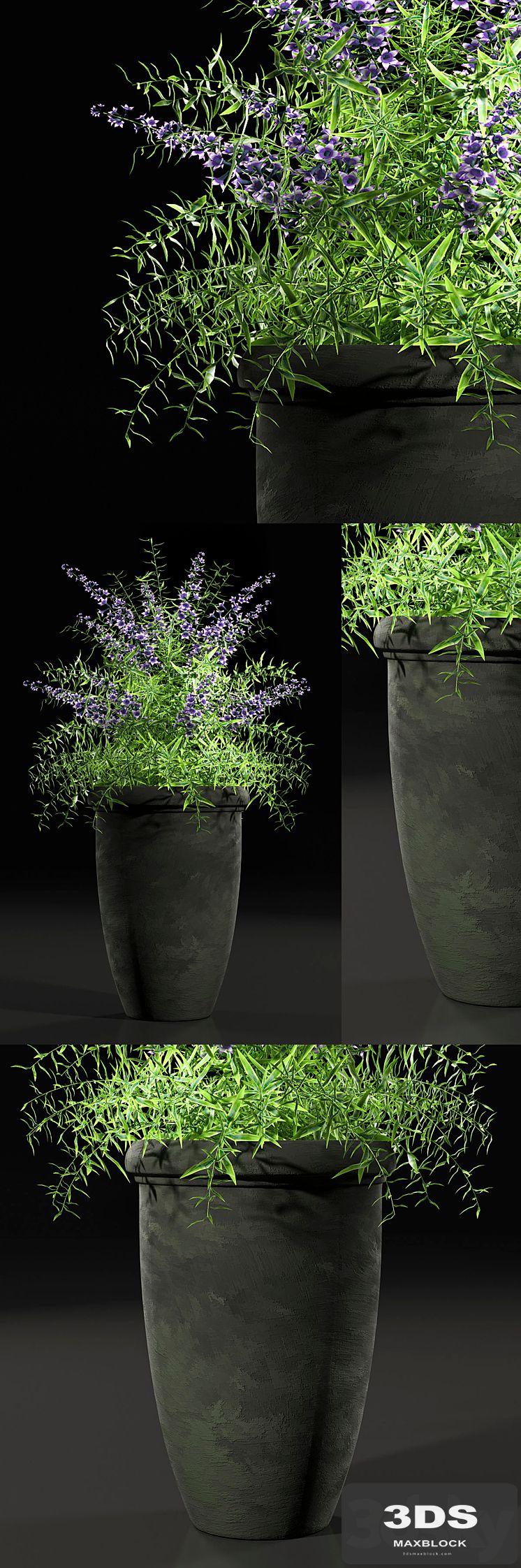 PLANTS 7