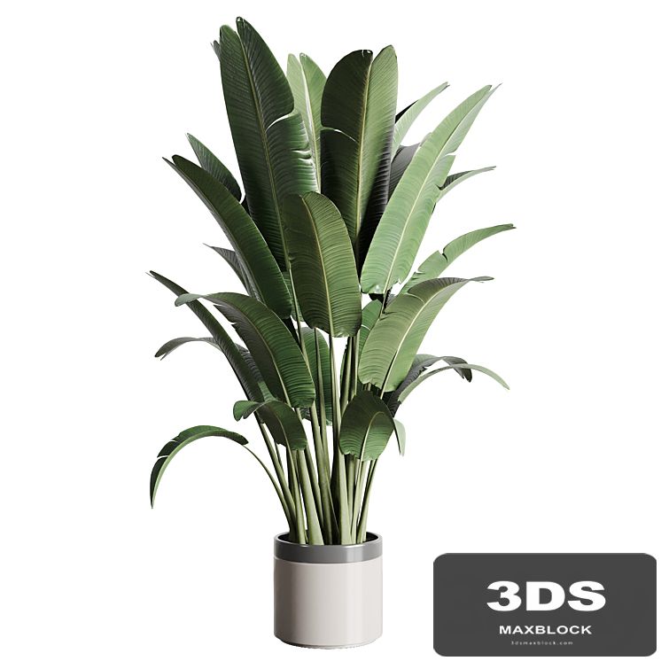 indoor outdoor plants 157 pot palnt ravenala concrete vase