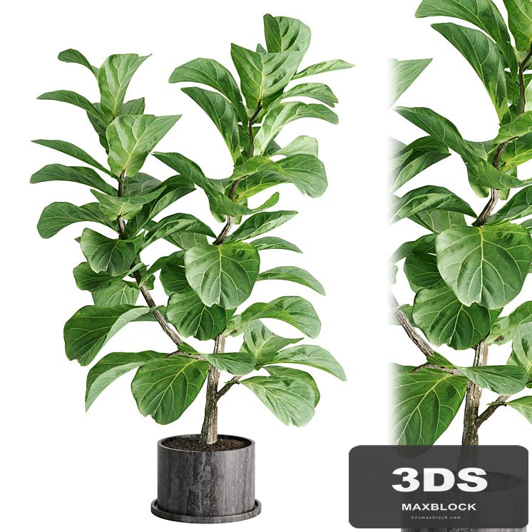 indoor plant Set 04