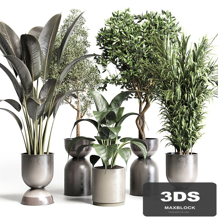 Collection indoor plant 156 pot plant ficus rubbery palm concrete dirt vase