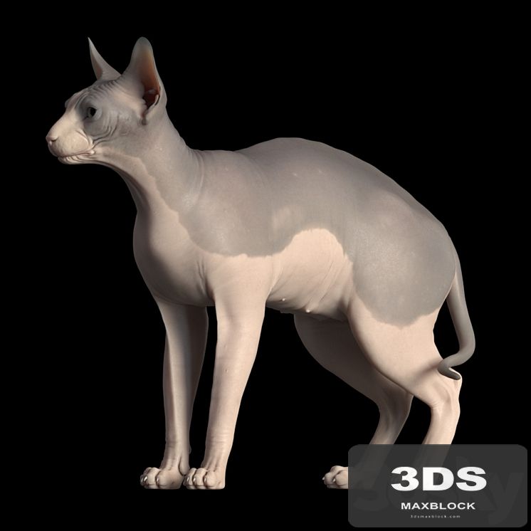 Sphynx cat