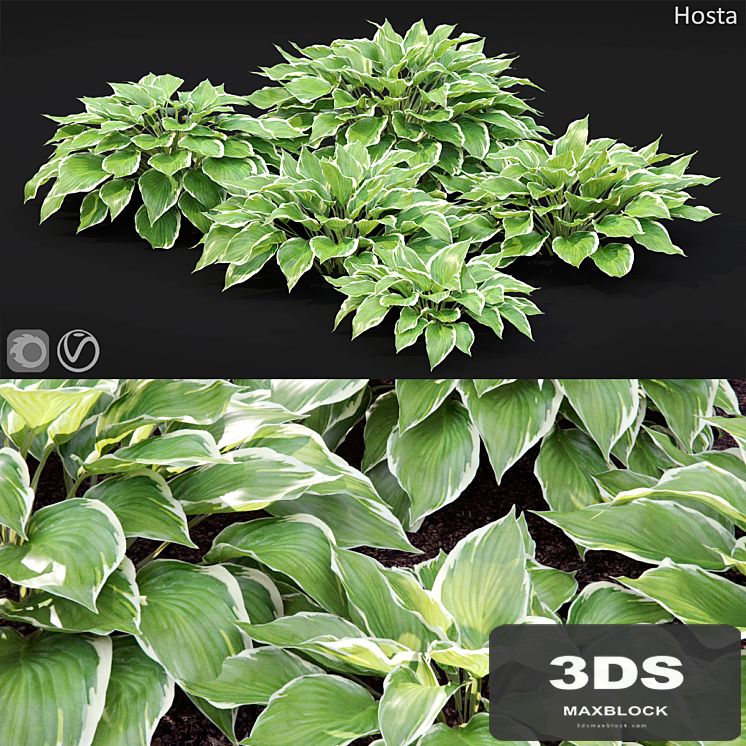 Hosta