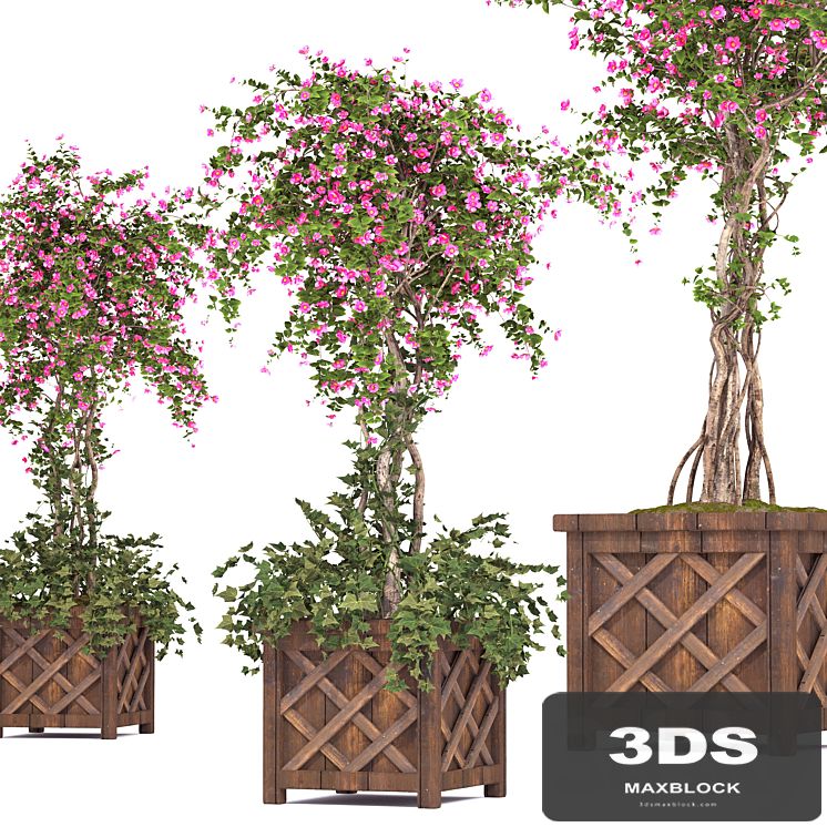 spring outdoor plants 03