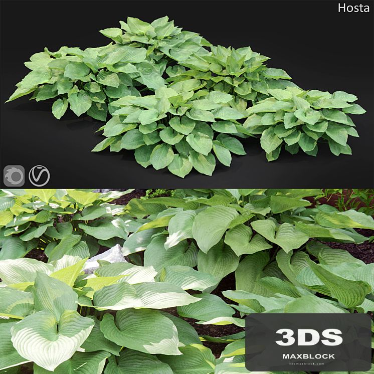 Hosta # 2