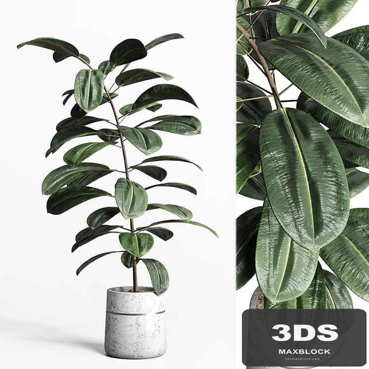 indoor plant 159 pot plant ficus rubbery concrete dirt vase