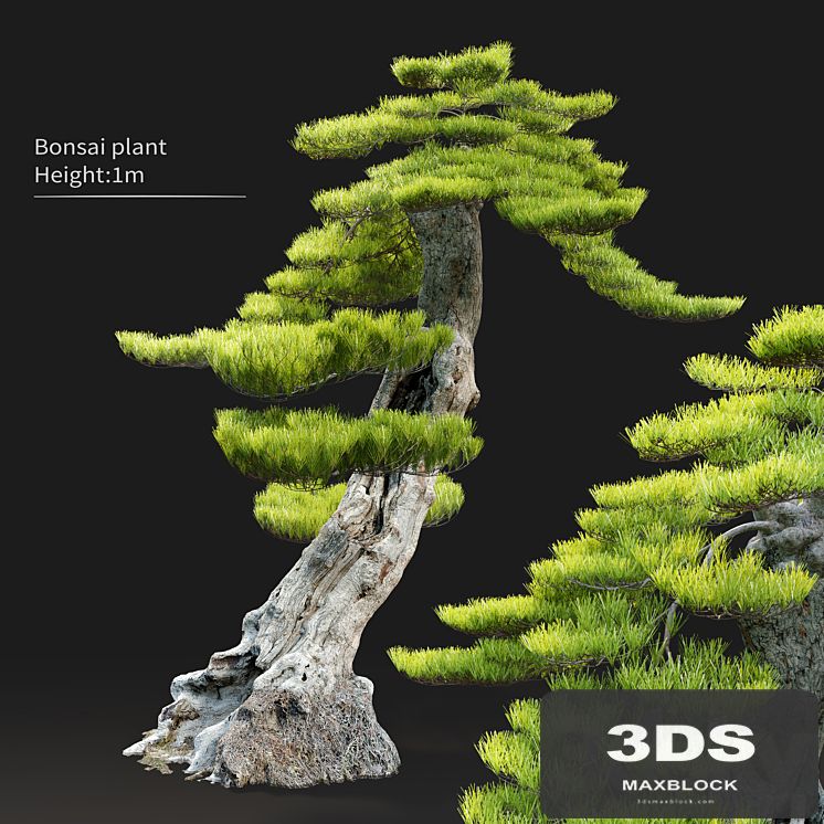 Bonsai plant