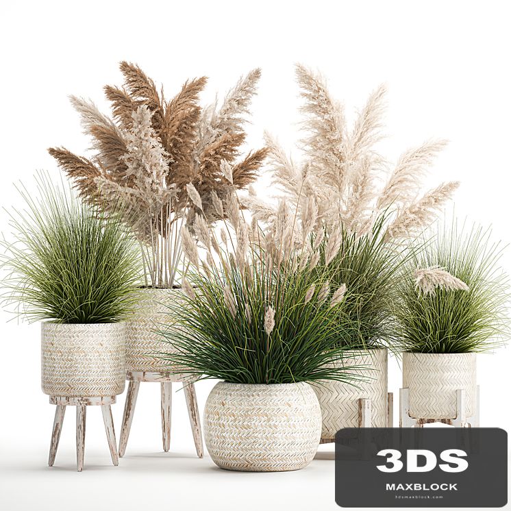 Collection of plants in white baskets and pots with Pampas grass, rattan, dried flower. Set of 1080