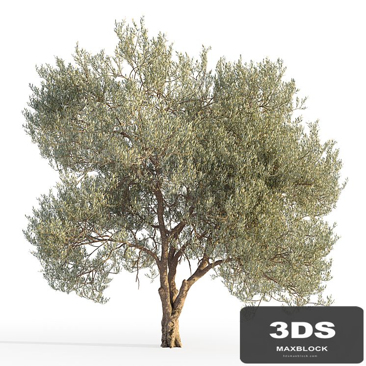 Olive tree 5