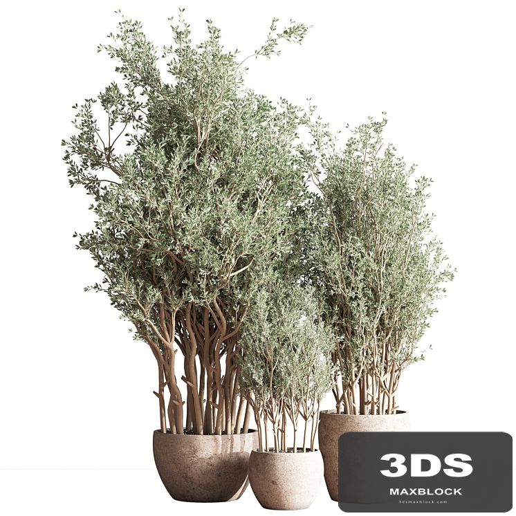 Indoor Plant Set 69