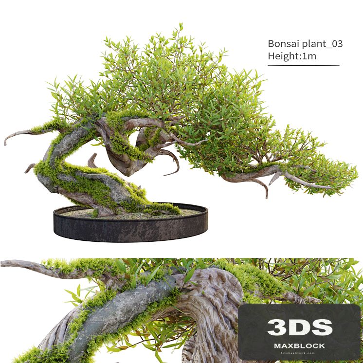 Bonsai plant_03
