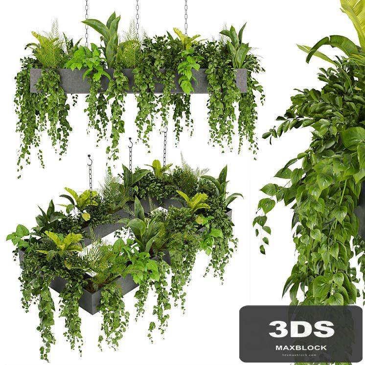 Collection plant vol 279 - indoor - hanging - ampelous
