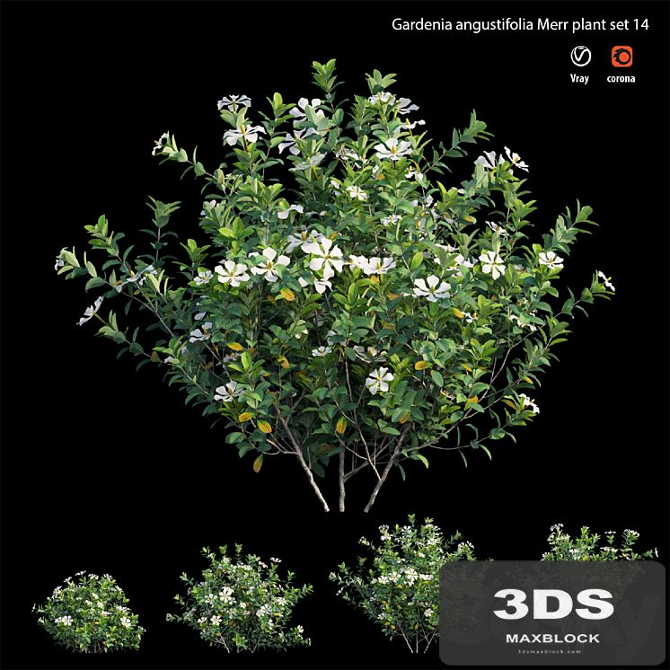 Gardenia angustifolia Merr 14
