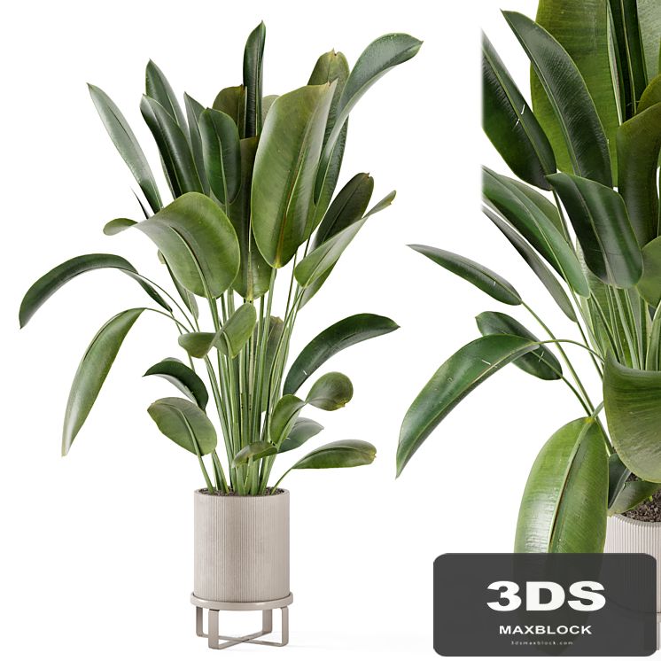 Indoor Plants in Ferm Living Bau Pot Large - Set 378