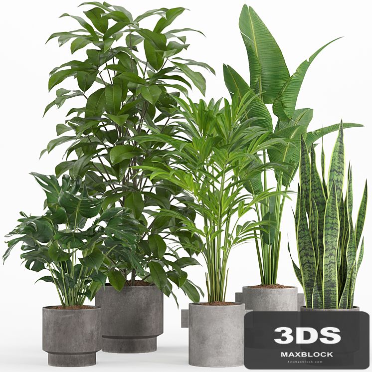 indoor plant set 013