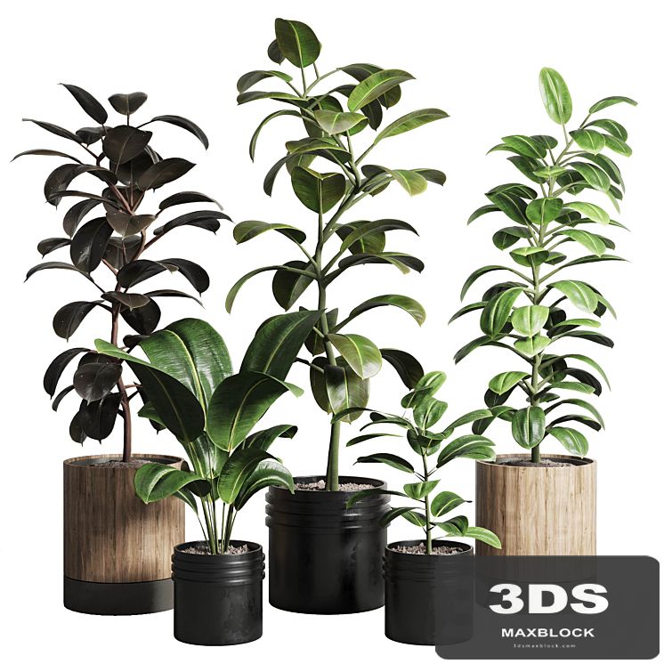 Ficus - Ficus rubbery plant 165_dirty wooden and plastic pots