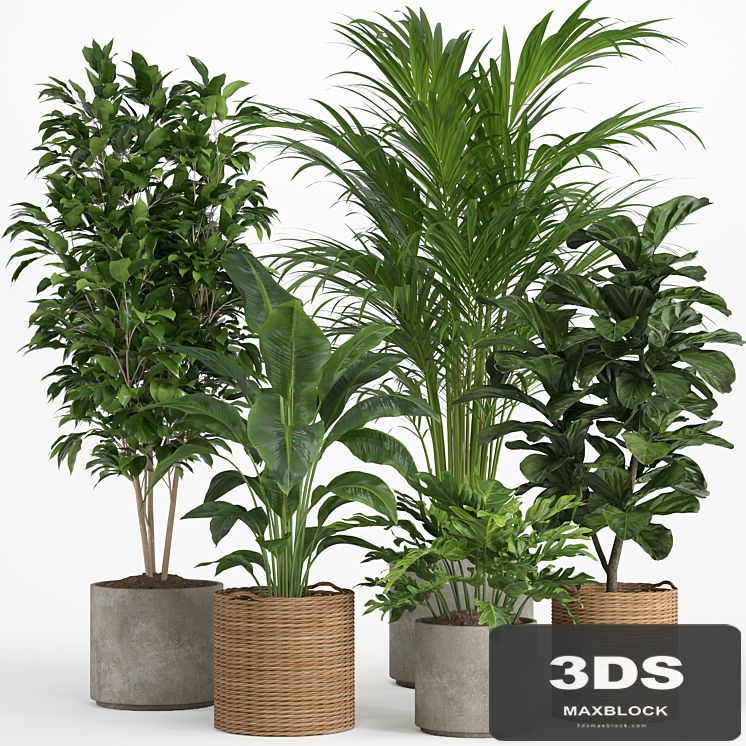 indoor plant set 014