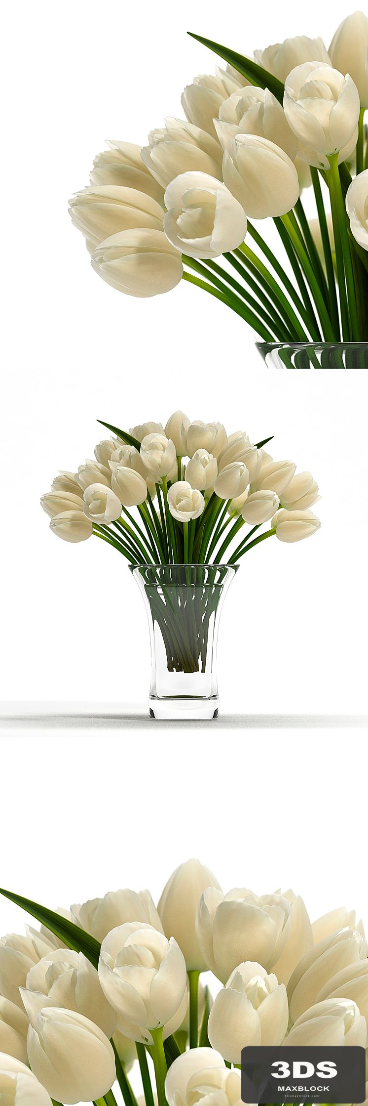 LIGHT TULIP