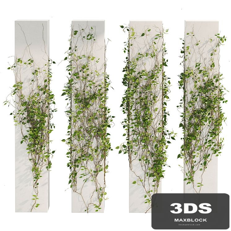 Ivy_Plants_01