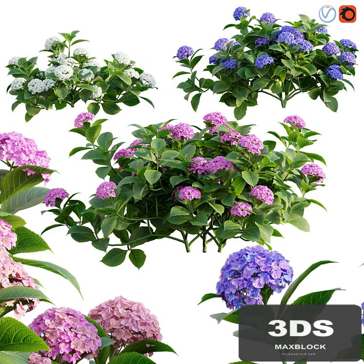 Hydrangea 02