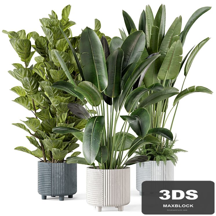 Indoor Planters in Cecilia Ficonstone Pot - Set 409