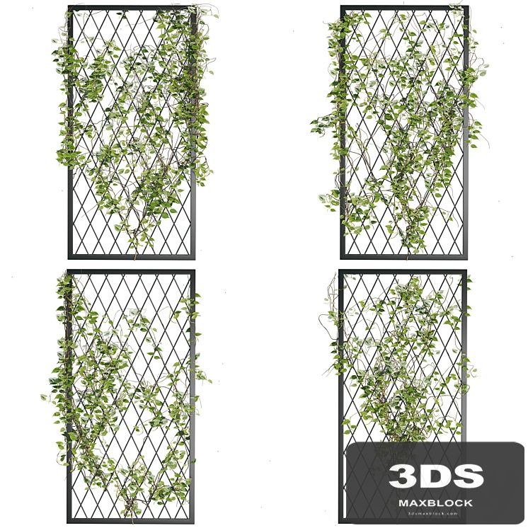 Ivy_Plants_04