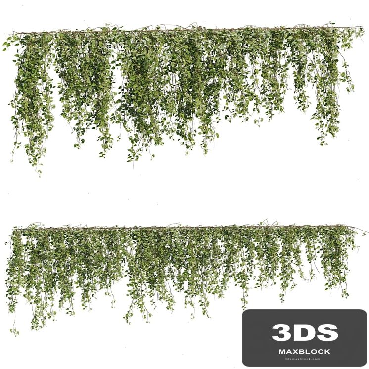 Ivy Plants 05