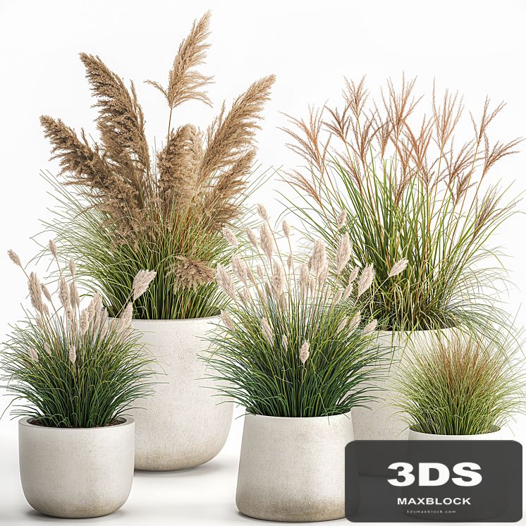 Collection of plants for landscape design in pots with reeds, flowerpot, pampas grass, bushes. Set 1094.