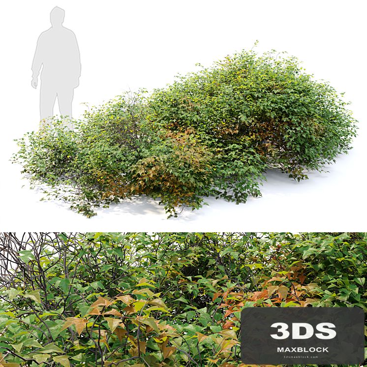 bush 022