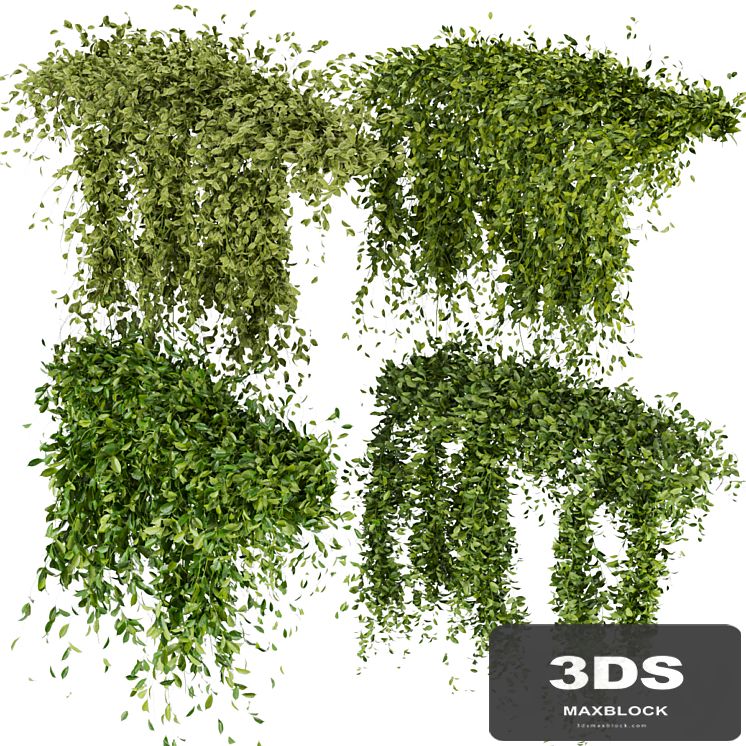 Collection Plant Vol 293 - Fitowall - Leaf - Ivy
