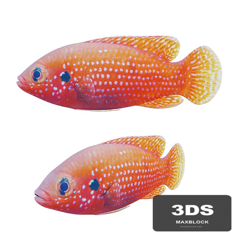 African jewel fish