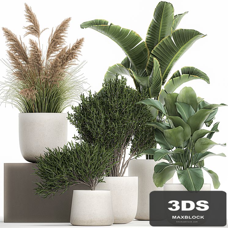 Collection of plants in outdoor pots from white pampas grass, tree, banana, Calathea lutea. 1095.