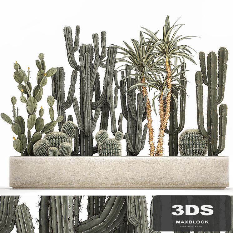 Collection of desert plants in a vase of cacti, prickly pear, Dracaena, carnegie, echinocactus, garden. Set 1096.