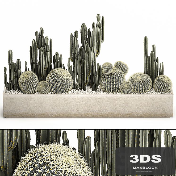 Collection of desert plants in a vase of cacti, cereus and echinocactus, barrel cactus. Set 1097.