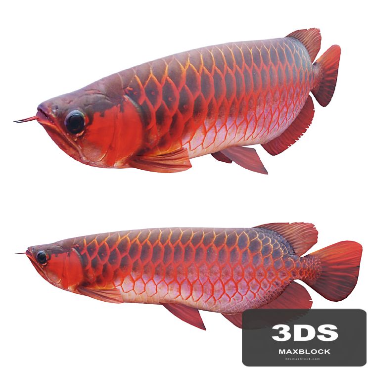 Red dragon fish