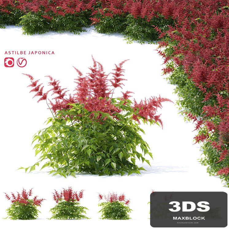 Astilba japanese red | Astilbe japonica 3