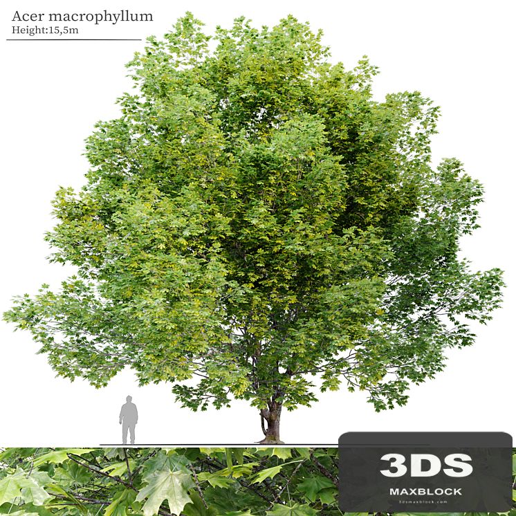 Acer macrophyllum