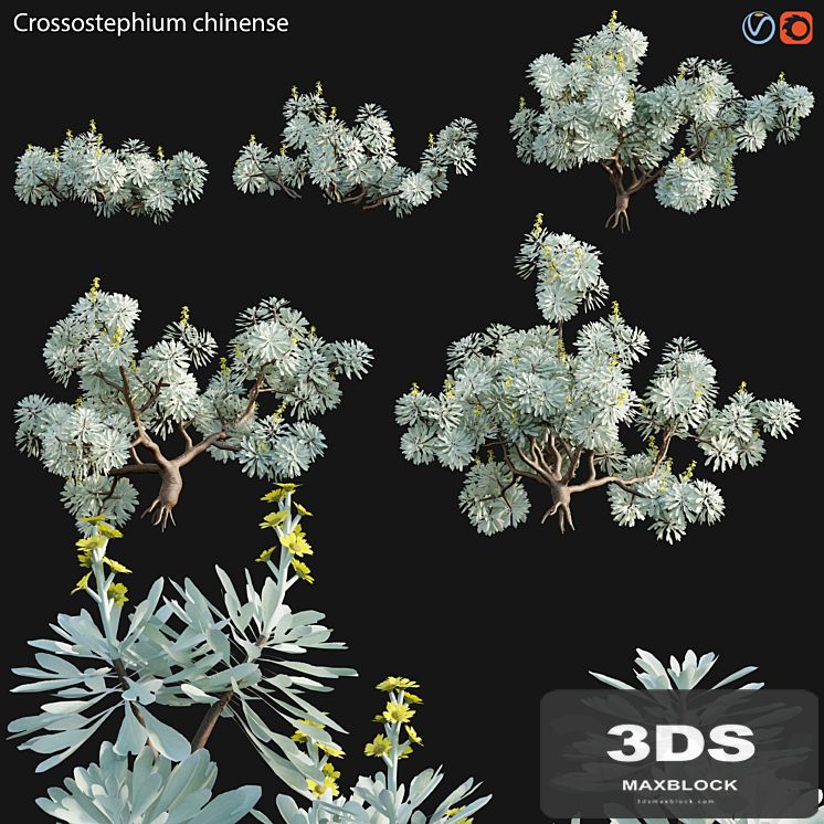Crossostephium chinense - graphalium spp