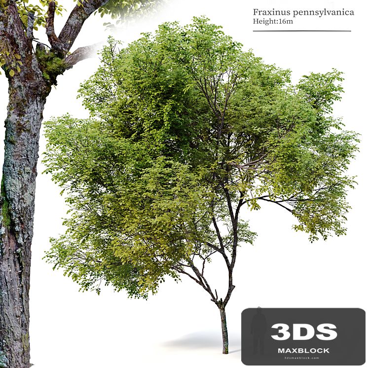 Fraxinus pennsylvanica_04