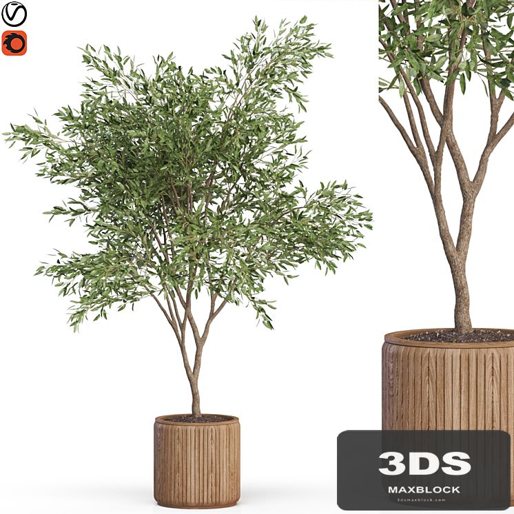 Plants collection 625