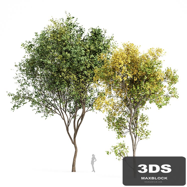 Beautiful Real Tree Acer Saccharinum Summer-Fall and Bush Leaf