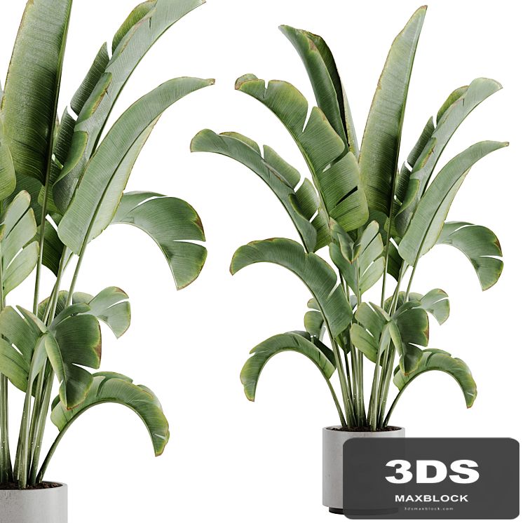 indoor plant Set 15
