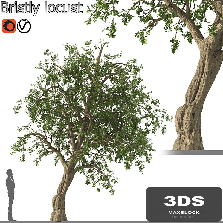 Bristly locust tree (1 Tree)