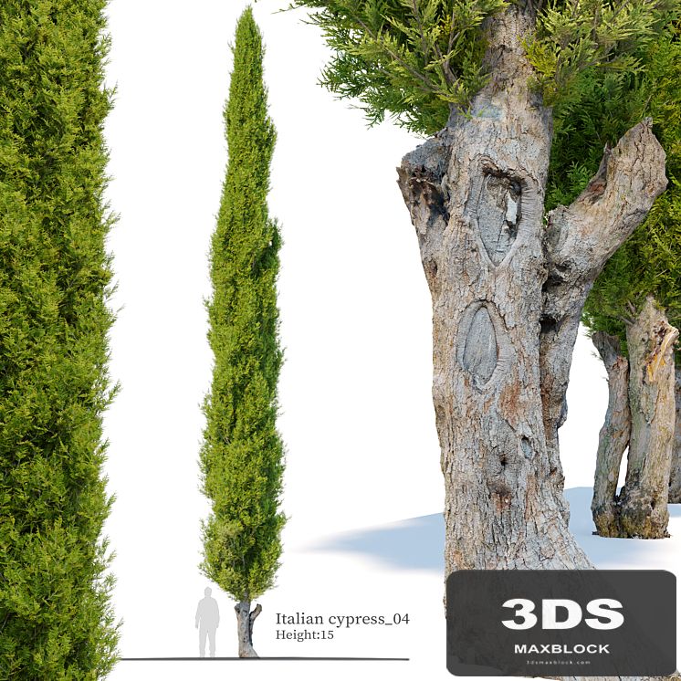 Italian cypress_04
