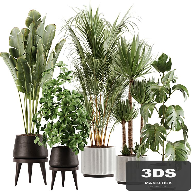 indoor plant Set 13