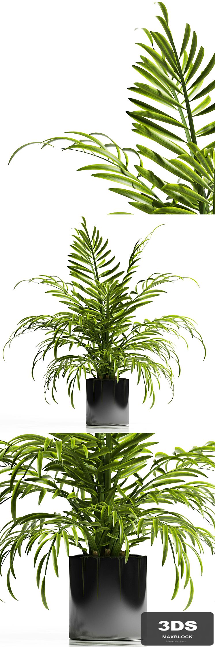 ARECA PALM PLANT 12
