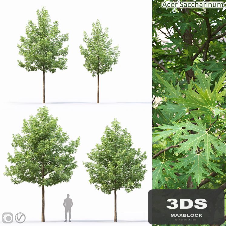 Acer