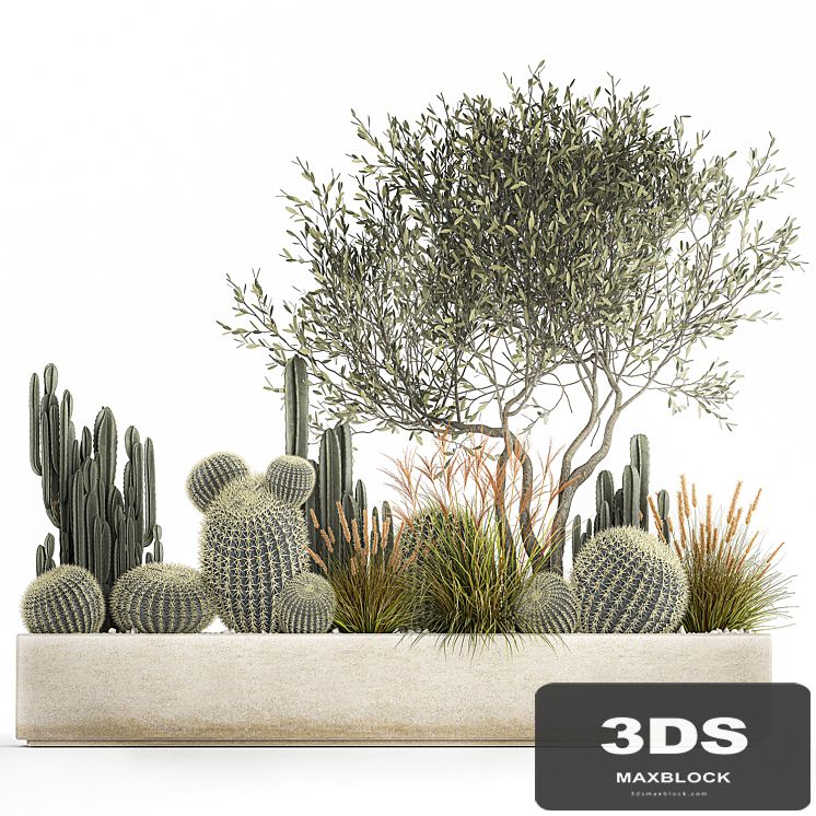 Plants from cacti, reeds, wood, Olive, olive, Cereus. 1105.